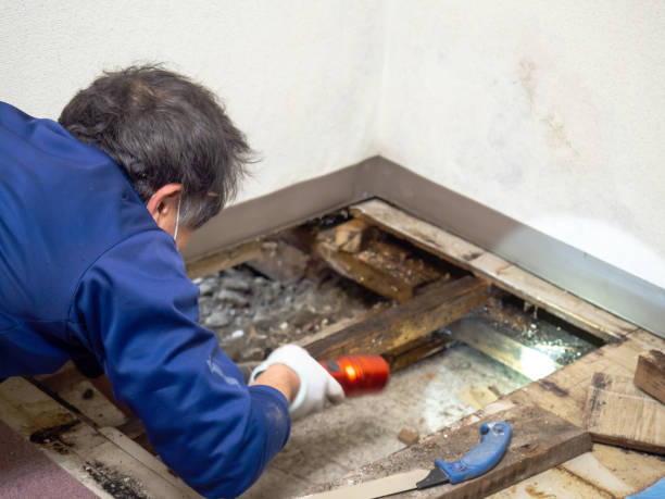 Mold Testing and Removal in Mammoth Spring, AR