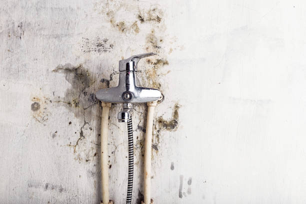 Reliable Mammoth Spring, AR Mold Removal Solutions