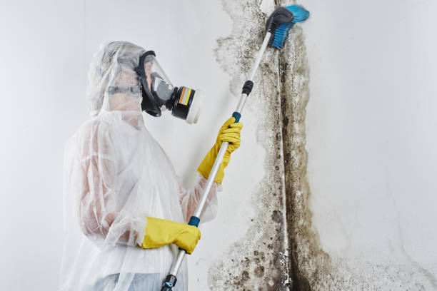 Best Crawl Space Mold Removal  in Mammoth Spring, AR