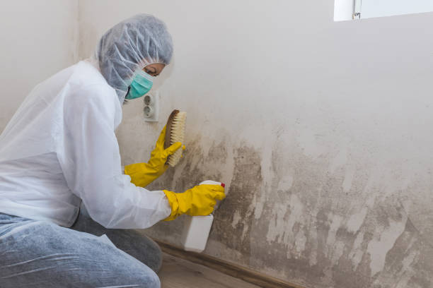 Best Attic Mold Removal  in Mammoth Spring, AR