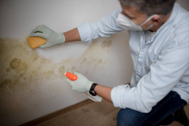 Best Black Mold Removal  in Mammoth Spring, AR
