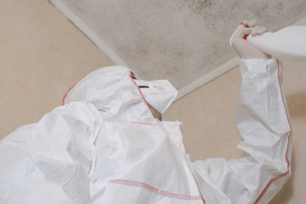 Best Mold Damage Repair  in Mammoth Spring, AR