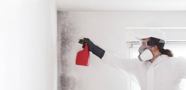 Best Mold Testing  in Mammoth Spring, AR