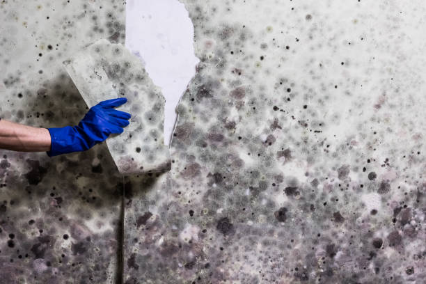 Best Same-Day Mold Removal  in Mammoth Spring, AR