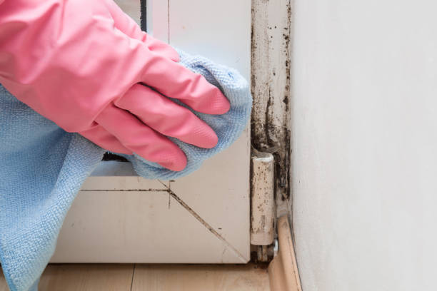 Best Mold Cleaning Services  in Mammoth Spring, AR